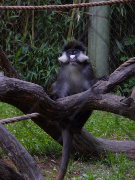 Schmidt’s Guenon.JPG